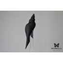Люстра Shell 107/Drop Graphite BUTTERFLY