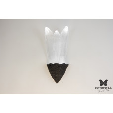 Бра Single Leaf Wall Graphite BUTTERFLY